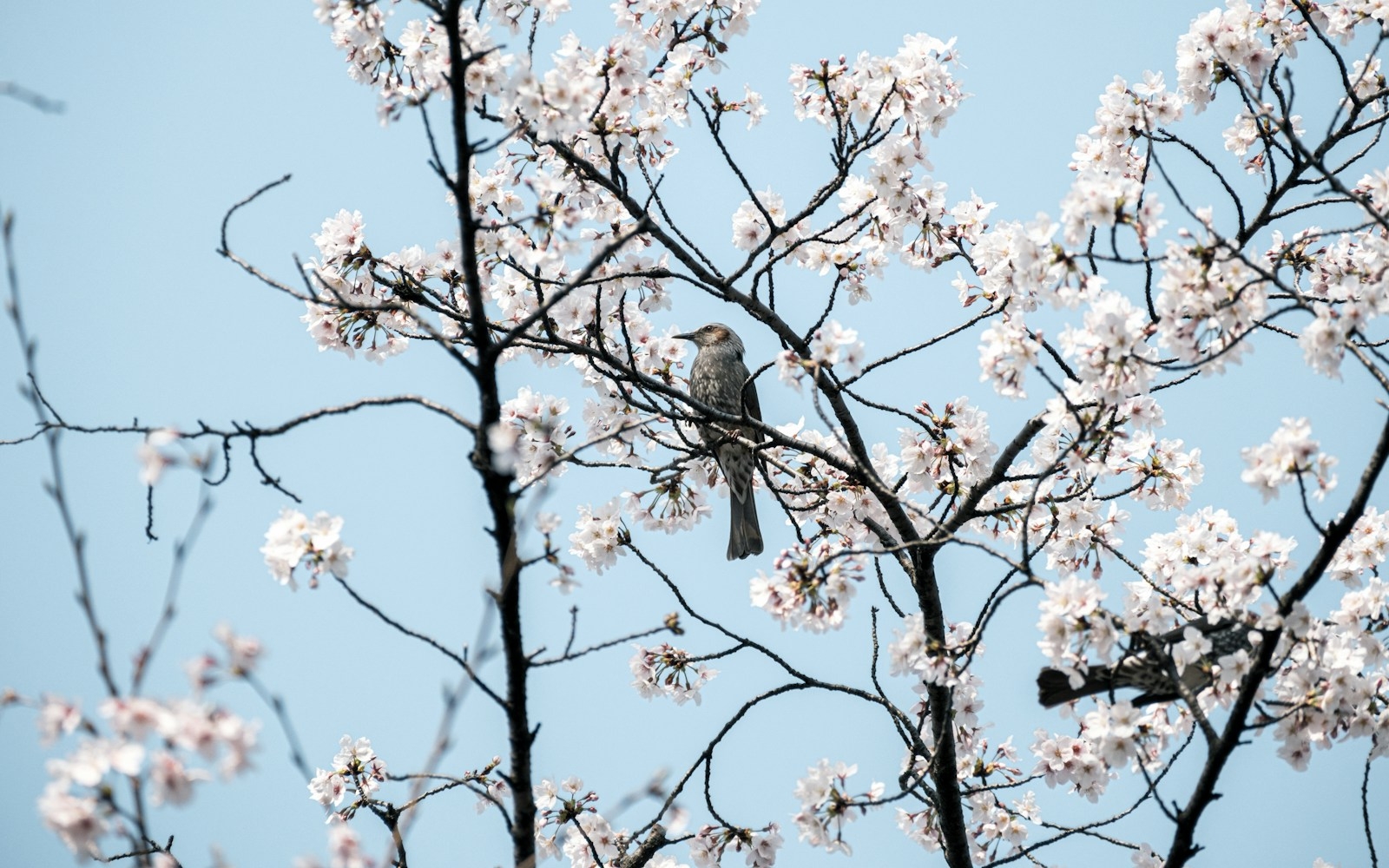 A small bird perched on a blooming cherry blossom branch.